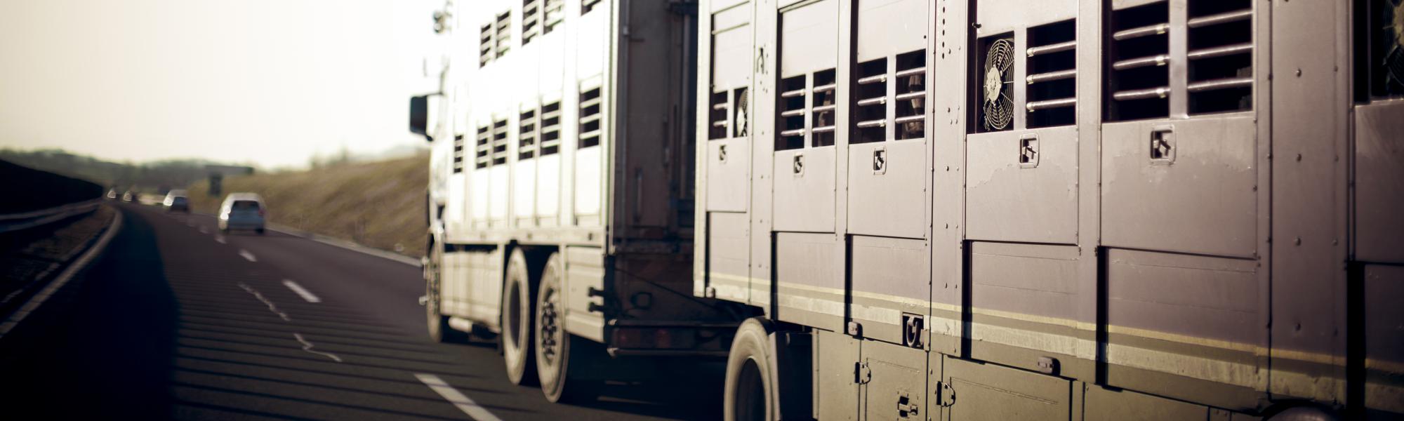 Protecting animals during transport: EU needs better, more applicable rules