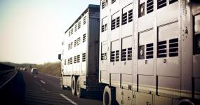 European Commission proposal on the protection of animals during transport