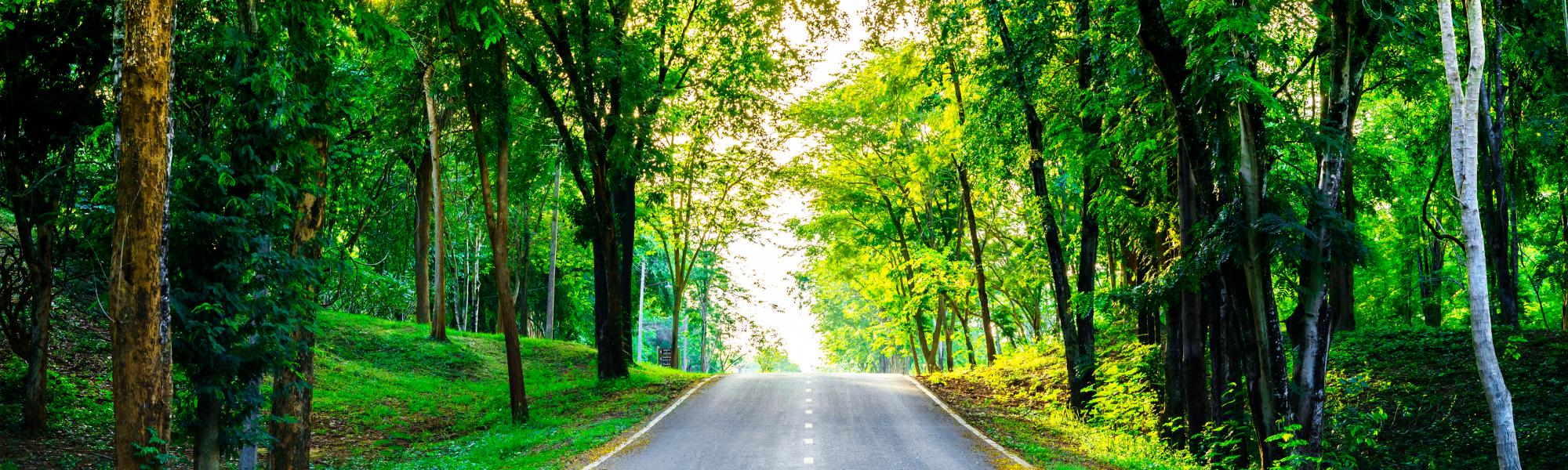 green trees country road