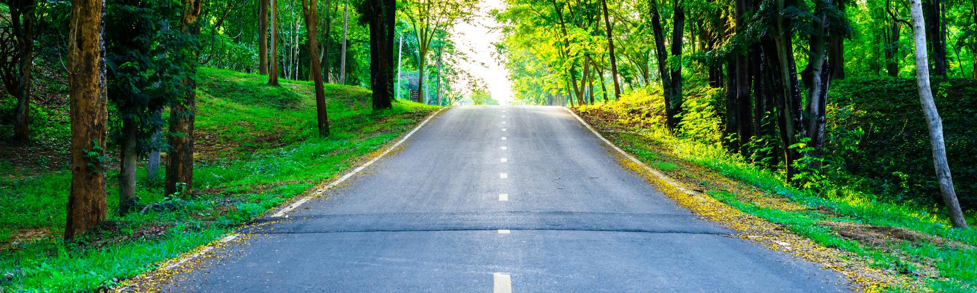 country road in the forest