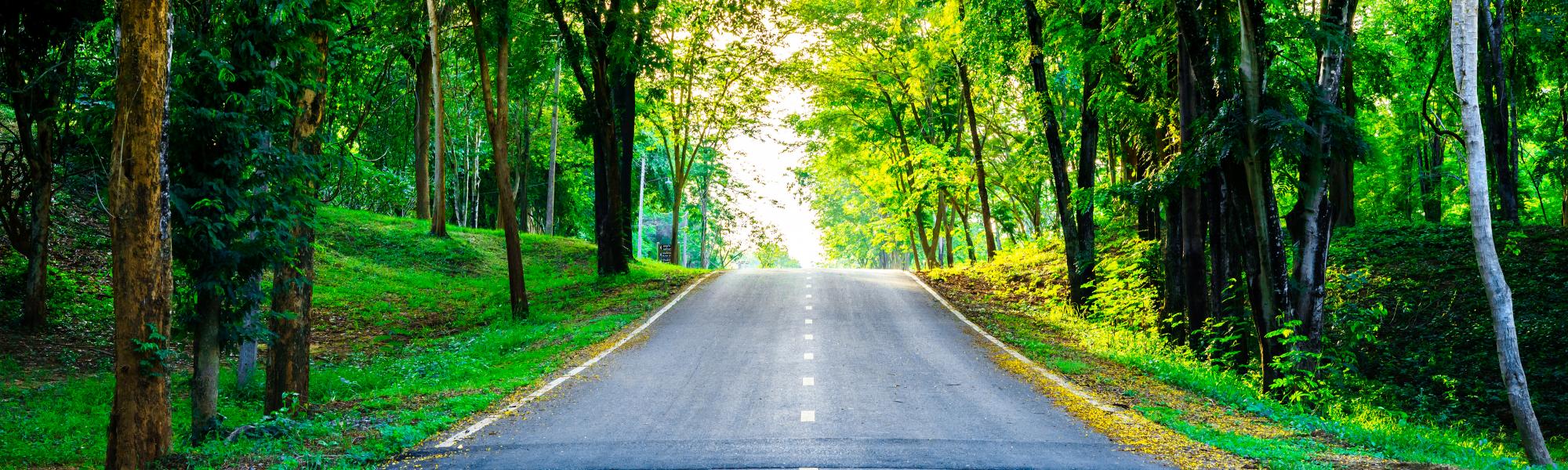 trees along a country road