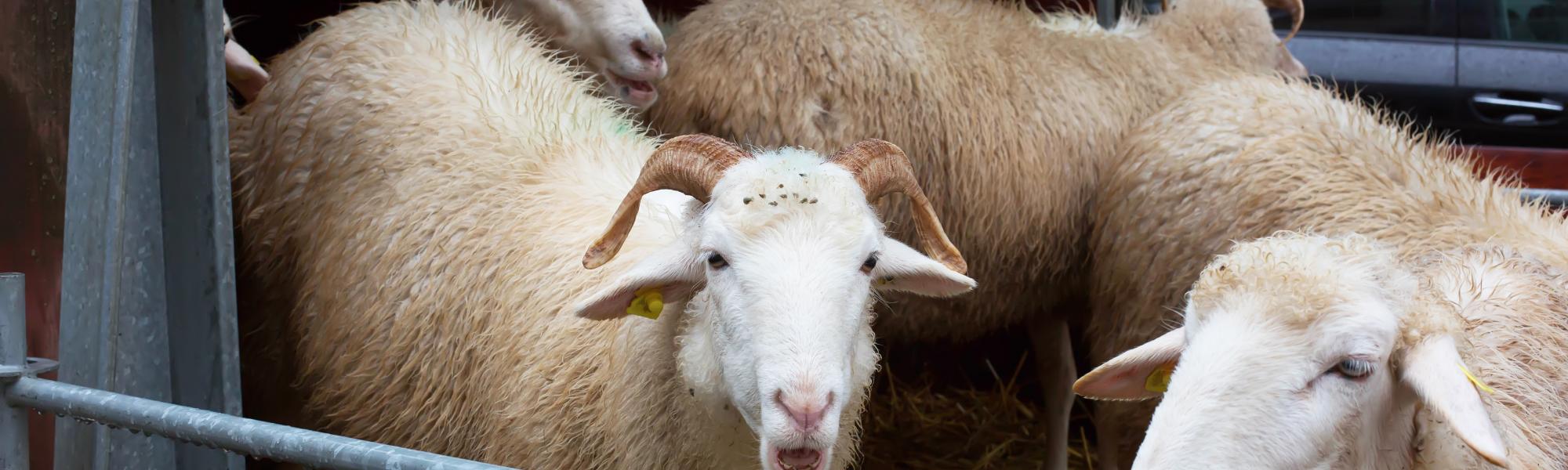 sheep transported on truck 