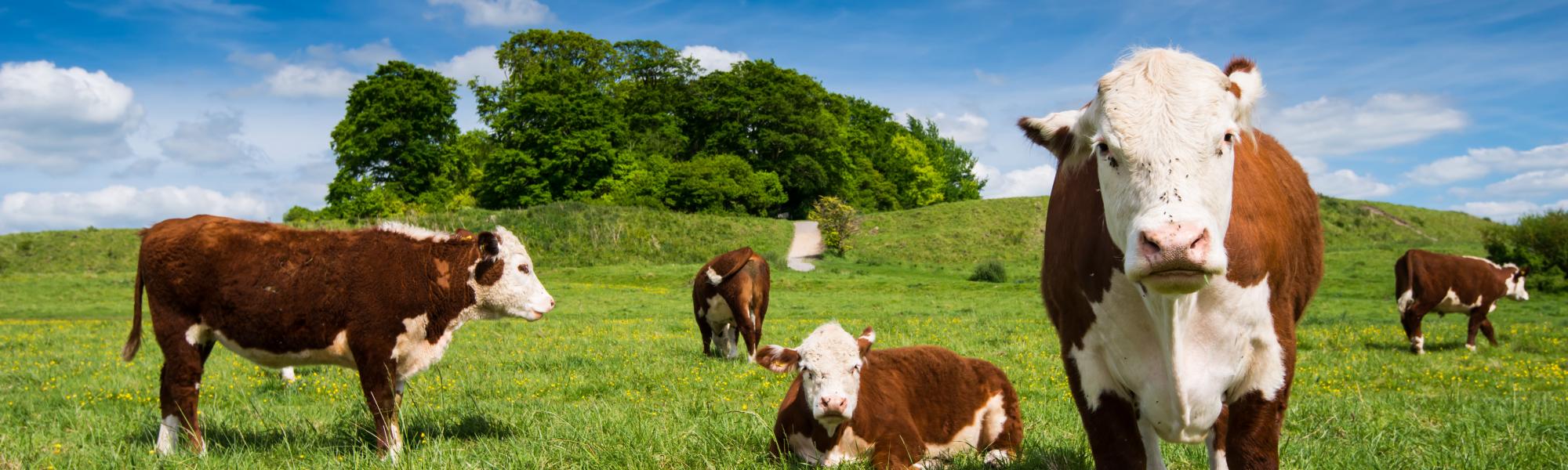 cows in a field