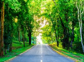 country road in the forest