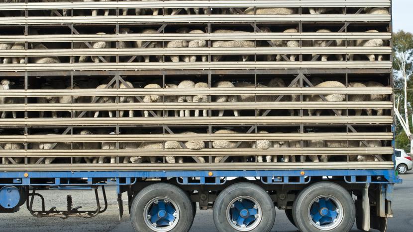 Guides for Animal Transport | IRU | World Road Transport Organisation Guides for Animal Transport | IRU | World Road Transport Organisation